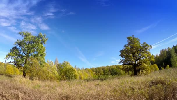 Vackra, ljusa landskap - trä bakom en äng — Stockvideo
