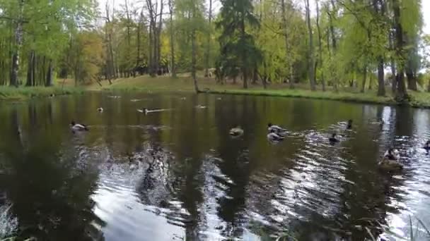 Осенний лес отражается в озере — стоковое видео