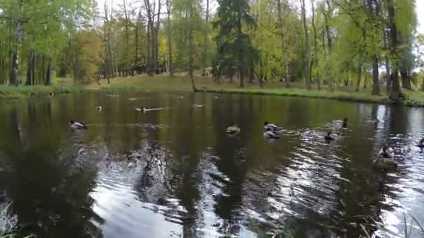 Le bois d'automne se reflète dans le lac — Video