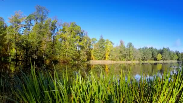 Le bois d'automne se reflète dans le lac 
