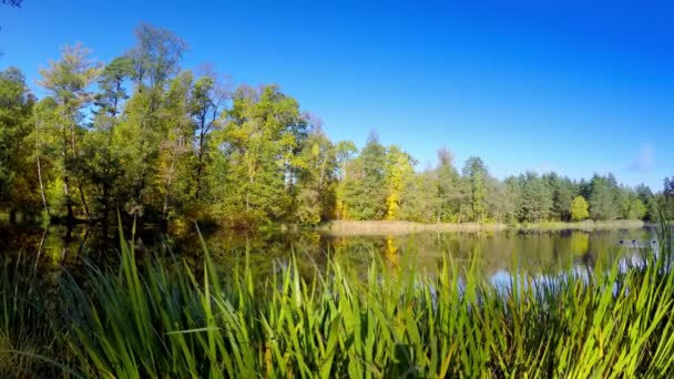 Le bois d'automne se reflète dans le lac 