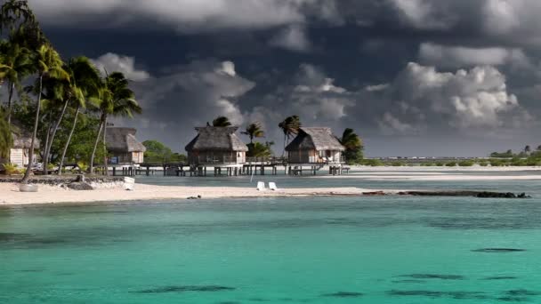 L'isola con le palme nell'oceano — Video Stock