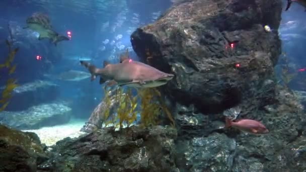Tropiska fiskar på stenar och koraller — Stockvideo