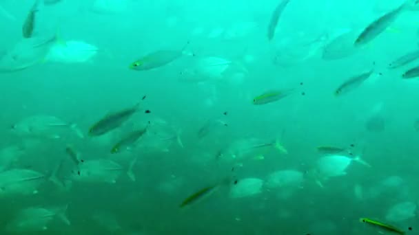 Egy nagy csomag trópusi hal egy korallzátony felett. — Stock videók