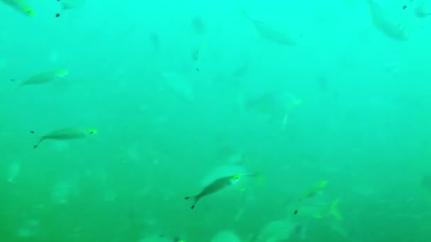 Mercan resifinin üzerinde büyük bir tropikal balık sürüsü — Stok video
