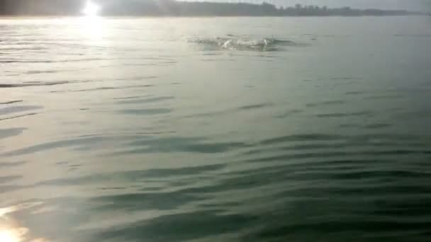 Jovem desportista nada no mar — Vídeo de Stock