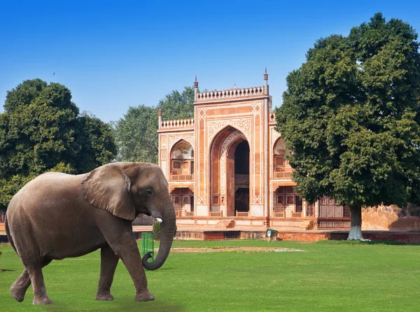 Elefant på ett gräs innan Gate till Itmad-UD-Daulah ' s Tomb (baby Taj) (17th century) i Agra, Uttar Pradesh, Indien — Stockfoto