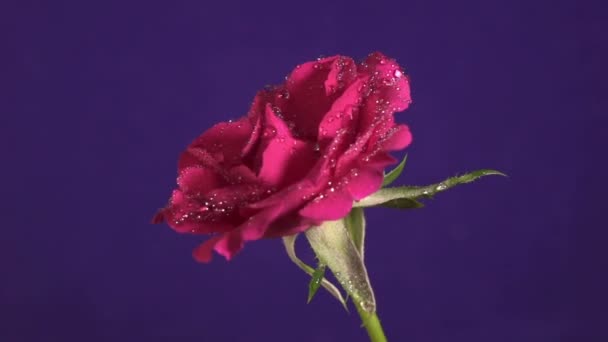 Rosa flor en la lluvia, gotas de agua brillando como diamantes, de cerca — Vídeos de Stock