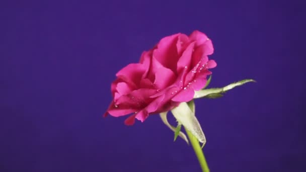 Rosa flor en la lluvia, gotas de agua brillando como diamantes, de cerca — Vídeos de Stock