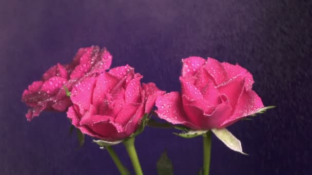 Tres rosas florecen durante una lluvia, gotas de agua brillando, de cerca, en cámara lenta — Vídeos de Stock