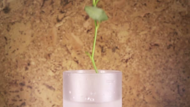 Красная роза медленно падает в вазу и отскакивает, замедляя движение — стоковое видео