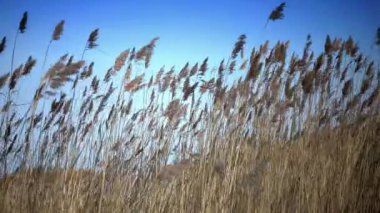 Mavi gökyüzü arka plan üzerinde kuru kamışı dalgalar