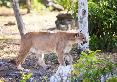 Puma orman yolu üzerinde