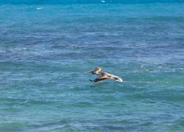 Uçuş kahverengi Pelikan