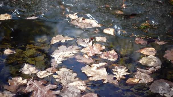 Заморожене листя дерев на ставку води взимку — стокове відео