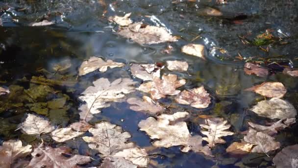 Замерзшие листья деревьев на пруду с водой зимой — стоковое видео