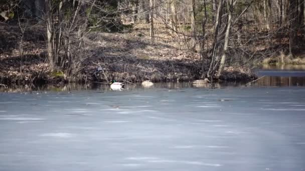canards marchent nager sur une mince couche de lac recouvert de glace au début du printemps 