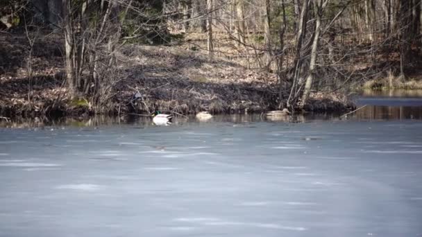 Ankor gå simma på tunt lager av is täckt sjön på vårvintern — Stockvideo