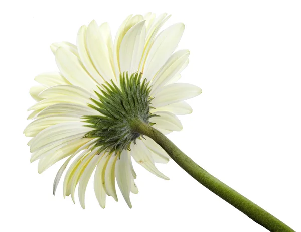 Chamomile flower in a sunny day — Stock Photo, Image