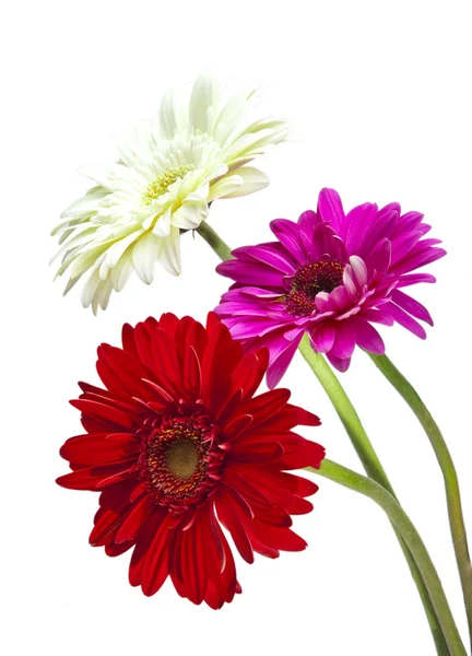 Three bright flowers. Gerbera. — Stock Photo, Image