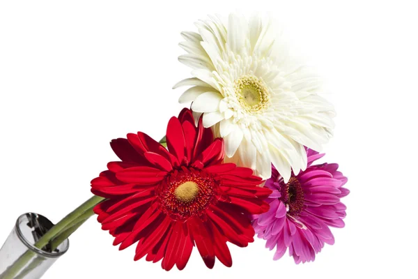 Drei leuchtende Blumen. Gerbera. — Stockfoto