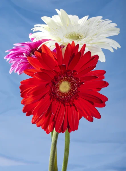 Drei leuchtende Blumen. Gerbera. — Stockfoto