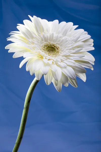 Tři světlé květy. Gerbera. — Stock fotografie