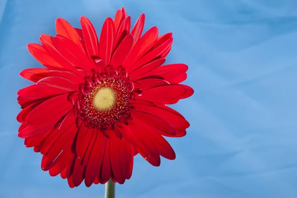 Gerbera Flower in a sunny day — Stock Photo, Image