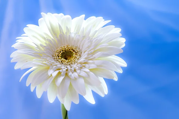 Gerbera bloem in een zonnige dag — Stockfoto