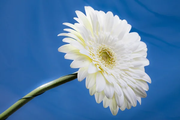 Gerbera kwiat w słoneczny dzień — Zdjęcie stockowe