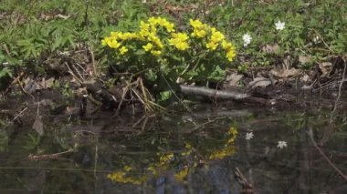 Marigold Caltha Palustris, sarı bahar çiçekleri erimiş kardan taşmış bir orman direğinde çiçekler, suyun arka planında çiçekler, Dolly zoom