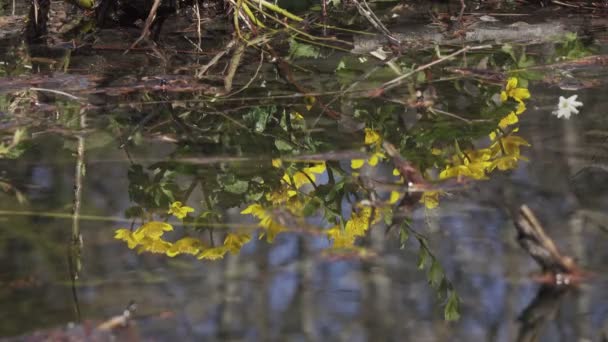 Caltha palustris de caléndula de pantano, flores de primavera amarillas, flores reflejan en el agua, tiro en 4K UHD — Vídeos de Stock