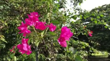 Bougainvillea, Bereketli Çiçekler, Yakın plan, Tropikal Yağmur