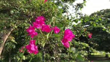 Bougainvillea, Bereketli Çiçekler, Yakın plan, Tropikal Yağmur