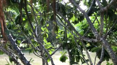 Sazlık çatıdan düşen yağmur damlaları. Tropik yağmur. Çimenli bir çatıdan sarkan yağmur damlaları. Arka planda bir yağmur ormanı var..