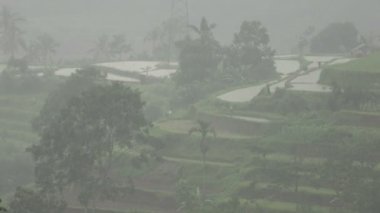 Pirinç tarlaları yağmur yağarken terastı. Bali 'ye düşen tropik yağmur yeşil pirinç tarlası. Tarım endüstrisi. Çiftçilik ve tarım kavramı
