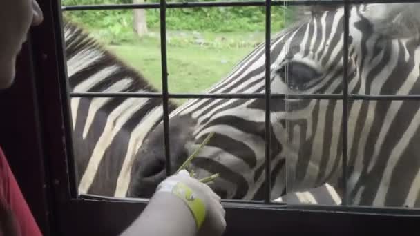 Jovem alimenta cenouras zebra da janela do carro no safari — Vídeo de Stock