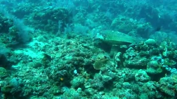 魚が泳いでいるときにサンゴの形成に乗っているハワイの緑のウミガメの映像 — ストック動画