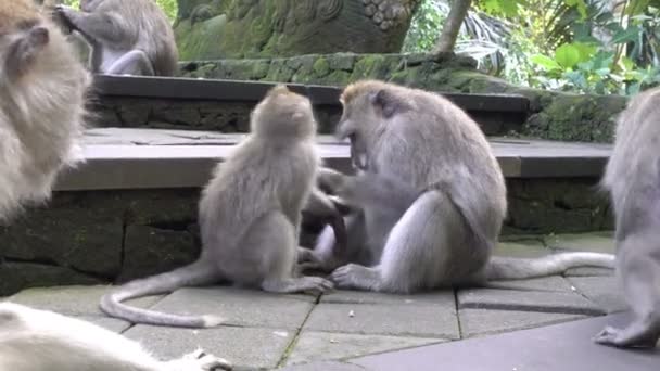 The crab-eating macaque ,Macaca fascicularis, also known as the long-tailed macaque,Sangeh Monkey Forest Bali — Stock Video