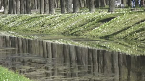 Белые подснежники ранней весной на берегу озера, ранняя весна белый цвет в весеннем лесу. Красивые дикие подснежники — стоковое видео
