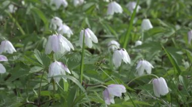 İlkbaharın başlarında gölün kıyısında beyaz kar damlaları ilkbahar ormanlarında beyaz çiçekler açar. Güzel kar damlaları.