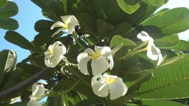 Plumeria franzhipan, vackra plumeria blommor upplysta av solen — Stockvideo