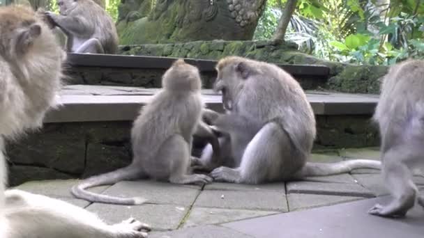 Krab-jíst macaque, Macaca fascicularis, také známý jako dlouhoocasý macaque, Sangeh Monkey Forest Bali — Stock video