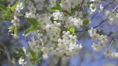 Çiçek açan ağaç. Çiçek açan güzel bir dal elması. Beyaz kayısı çiçeği. Bahar Paskalya tebrik kartı. Kiraz çiçekleri açıyor. Beyaz sakura çiçeği. İlkbahar. Bahar çiçekleri. Güzel meyve bahçesi
