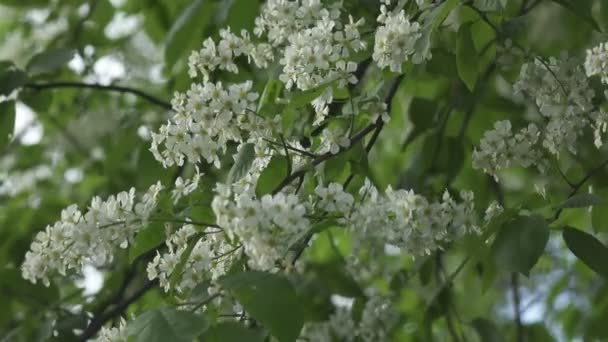 Bloeiende vogelkers bos met witte bloemen en groene bladeren in een zonnige lentedag — Stockvideo