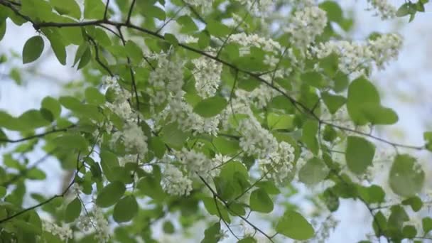 Bloeiende vogelkers bos met witte bloemen en groene bladeren in een zonnige lentedag — Stockvideo