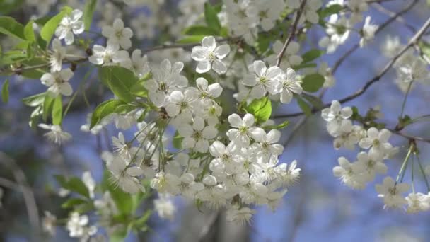 Un arbre en fleurs. Joliment florissante branche de pomme. Fleur blanche Abricot. Carte de vœux Printemps Pâques. Fleurs Floraison de cerisiers. Fleur blanche sakura. Au printemps. Fleurs printanières. Beau verger — Video