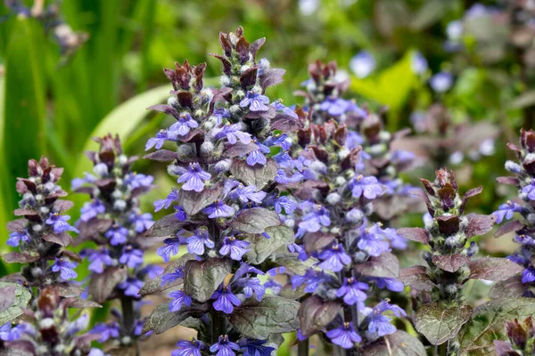 Ajuga Reptans Είναι Κοινώς Γνωστή Σάλπιγγα Μπλε Σάλπιγγα Bugleherb Bugleweed Εικόνα Αρχείου