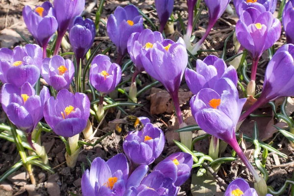 Crocos Violeta Florescem Início Primavera Folhagem Seca Velha Imagens De Bancos De Imagens Sem Royalties