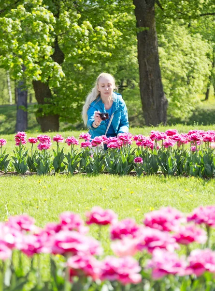 Mulher Fotografa Canteiro Flores Com Tulipas Floridas Primavera Imagens De Bancos De Imagens